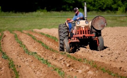 Objavljeno pet javnih poziva za subvencije za beogradske poljoprivrednike