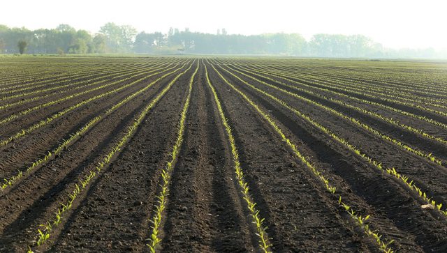 Cena poljoprivrednog zemljišta u Srbiji skočila sa 5.000 na 120.000 evra po hektaru