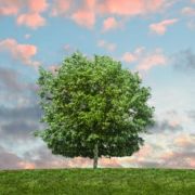 Mehanička stabla za hvatanje ugljenika kao rešenje za klimatske promene