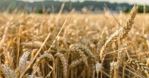 RAST CENA KUKURUZA I PŠENICE NA PRODUKTNOJ BERZI Uvođenje takse na izvoz ruske pšenice osetilo se i na domaćem tržištu