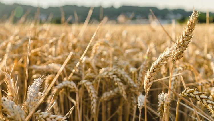 Već treću godinu zaredom pšenica uspeva da “utekne” suši
