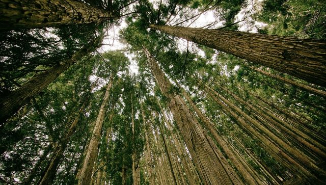 Srbija napreduje u odgovornom korišćenju šumskih resursa