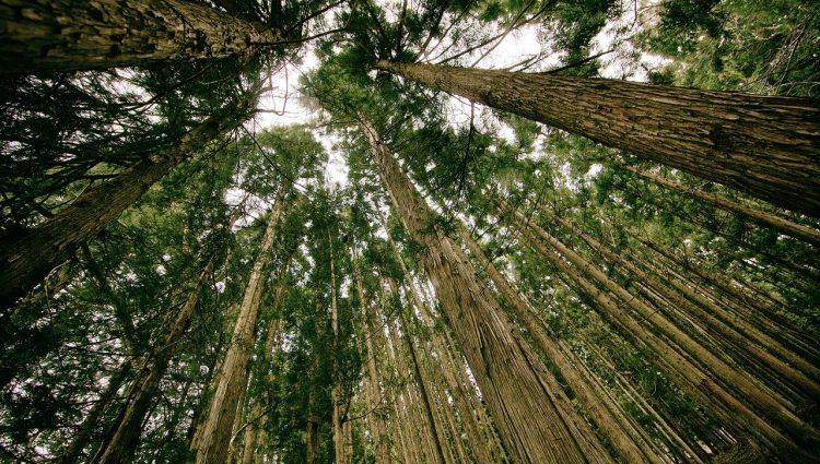 Srbija napreduje u odgovornom korišćenju šumskih resursa