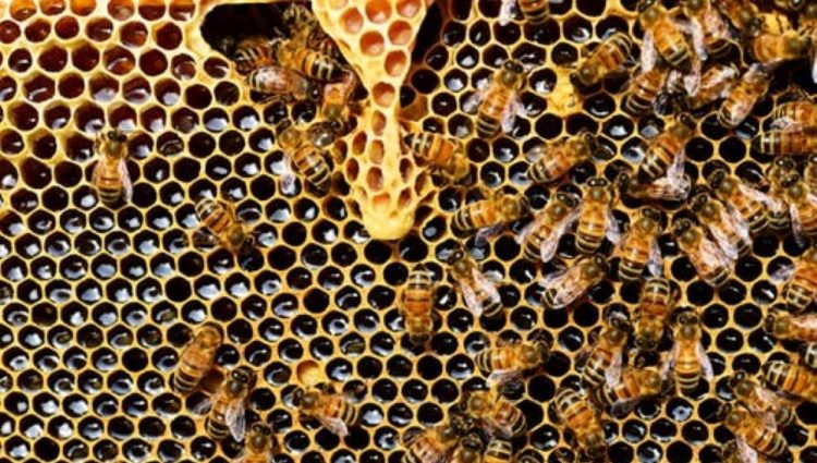 POZIV ZA SPAS SRPSKOG PČELARSTVA Obezbediti starijim pčelarima pristup do košnica