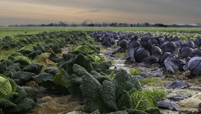 POVRTARSTVO ZA PREPOROD SELA SRBIJE  Povratnici da ulažu u proizvodnju povrća