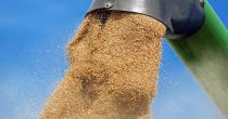 PORASLE CENE SOJE I KUKURUZA Vrednost pšenice stagnira