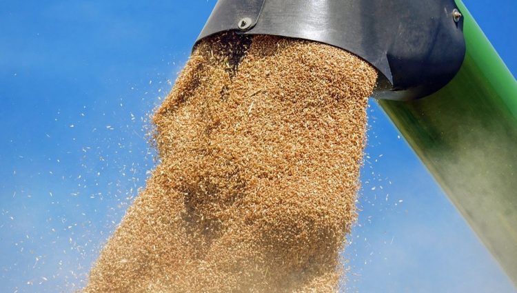 Uprkos daljem padu cene pšenice, povećan promet na Produktnoj berzi