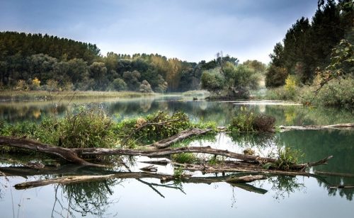 Izostanak plavljenja Dunava ugrožava ekosistem Koviljsko-petrovaradinskog rita