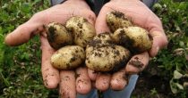 Rod krompira u Pomoravskom okrugu lošiji zbog suše