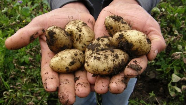Domaći proizvođači krompira nemaju nikakvu računicu da proizvode ovo povrće