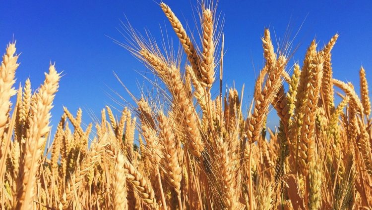 Porasla cena pšenice na svetskom tržištu