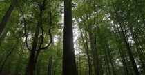 Crna Gora planira obnovu 20 hektara šuma