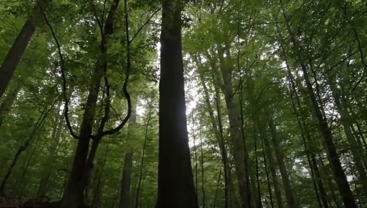 Crna Gora planira obnovu 20 hektara šuma