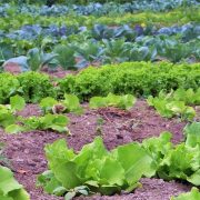 U Srbiji pod organskom proizvodnjom manje od jedan odsto poljoprivrednih površina