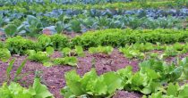 kupus basta salata organska hrana njiva poljoprivreda agrar