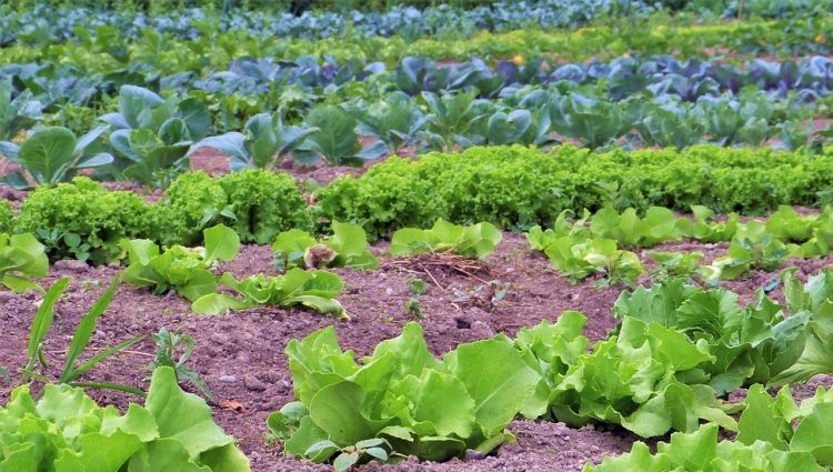 U Srbiji pod organskom proizvodnjom manje od jedan odsto poljoprivrednih površina