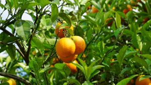 Proizvođači mandarina u Hrvatskoj prete sečom stabala, zarada sve manja