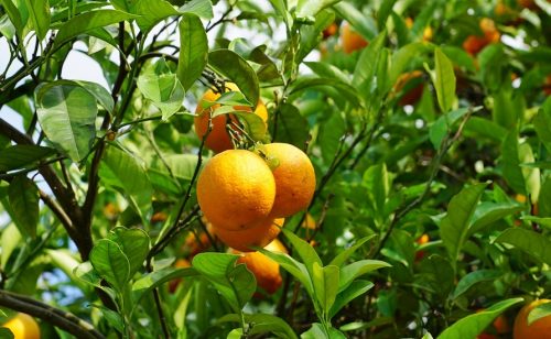 Proizvođači mandarina u Hrvatskoj prete sečom stabala, zarada sve manja
