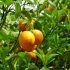 Proizvođači mandarina u Hrvatskoj prete sečom stabala, zarada sve manja