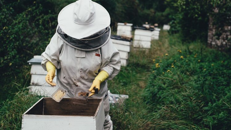 KATASTROFALNA GODINA ZA PČELARE U BIH Izuzetno mali prinos meda zbog korone i lošeg vremena