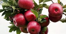 Proizvođači jabuka iz Srbije imaće veliku konkurenciju na inostranim tržištima