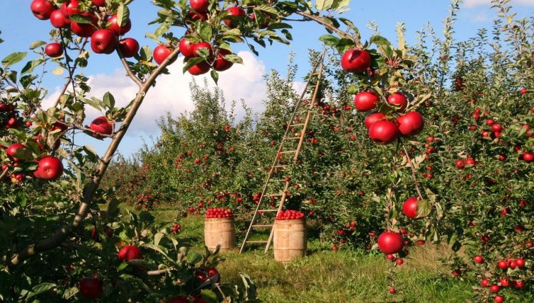 ŽITARICE REKORDNO, A VOĆE PODBACILO Slabiji rod nego prošle godine, naročito jabuka i grožđa