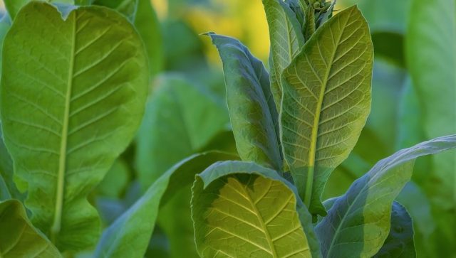 Kompanija Japan Tobacco International ugovorila proizvodnju duvana sa 300 uzgajivača