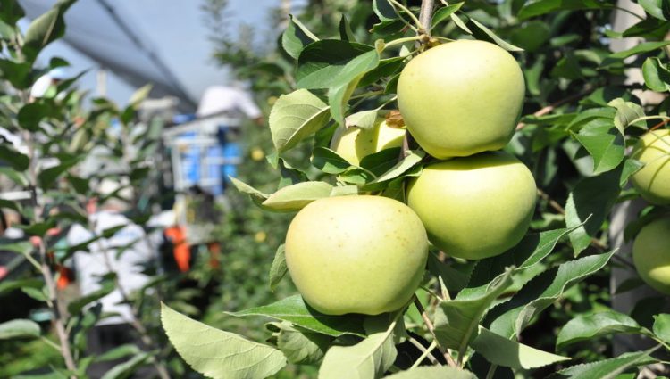 Proizvođači jabuka u Srbiji počeli da traže zamenu za rusko tržište