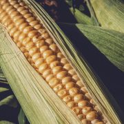 Cena kukuruza na berzi u Čikagu na trogodišnjem minimumu