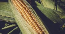 Rast cena pšenice i kukuruza