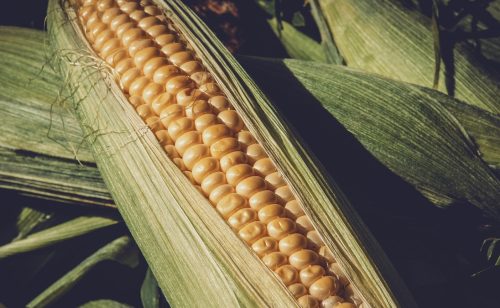 Za nedelju dana na Produktnoj berzi prometovano 69,6 miliona dinara