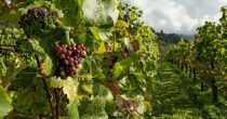 MILIONI ZA VINOGRADARE Država subvencioniše proizvodnju vina