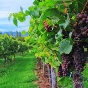 KORONA „UGUŠILA“ PRODAJU VINA Vodeće vinarije u Italiji i Francuskoj smanjiće proizvodnju da bi poduprle cene