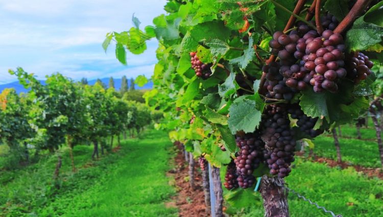 KORONA „UGUŠILA“ PRODAJU VINA Vodeće vinarije u Italiji i Francuskoj smanjiće proizvodnju da bi poduprle cene