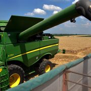 Cena pšenice u Srbiji porasla za 20 odsto