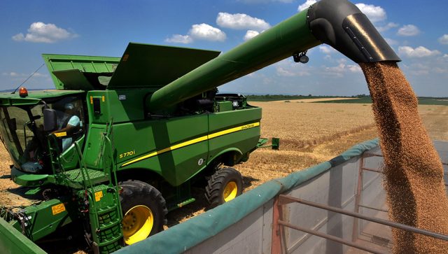 Cena pšenice u Srbiji porasla za 20 odsto