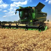 Pšenice će u Srbiji biti i za izvoz, prinos tri miliona tona