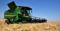Pšenica najskuplja u poslednjih 13 godina