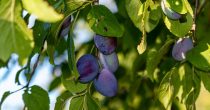 Dobrim izborom sorte i stvaranjem odgovarajućih uslova od gajenja voća u Srbiji može da se živi