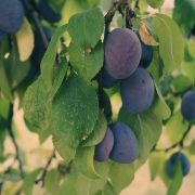 Suše se stabla voćki u Srbiji, prinosi manji do 15 odsto