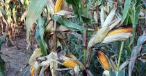 Prinosi umanjeni zbog suše, rod kukuruza zadovoljavajući