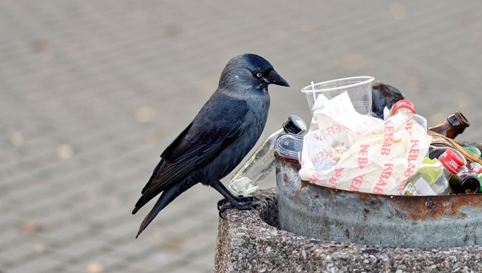 Vrana na kanti smeća