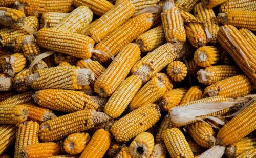 Pad cena na Produktnoj berzi