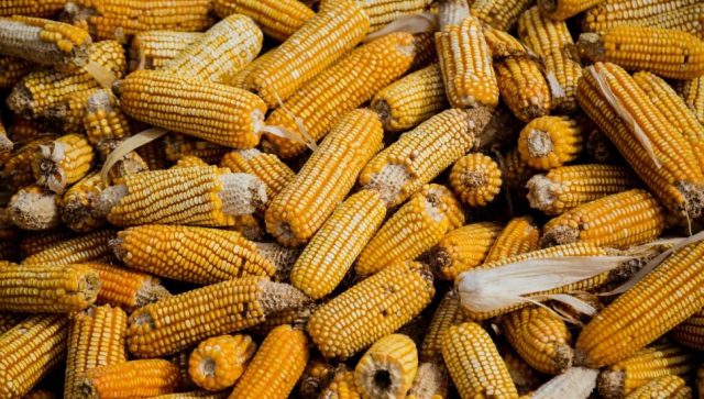 Savet za BDP predložio pronalaženje novih tržišta za izvoz pšenice, kukuruza i malina