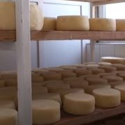Na „Festivalu sira i kačkavalja“ u Pirotu učestvovalo dvadesetak izlagača