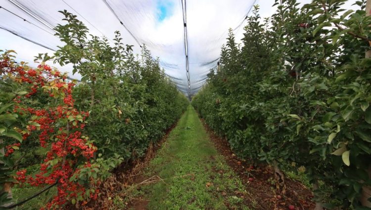 Proizvođači jabuka u Vojvodini preoravaju plantaže
