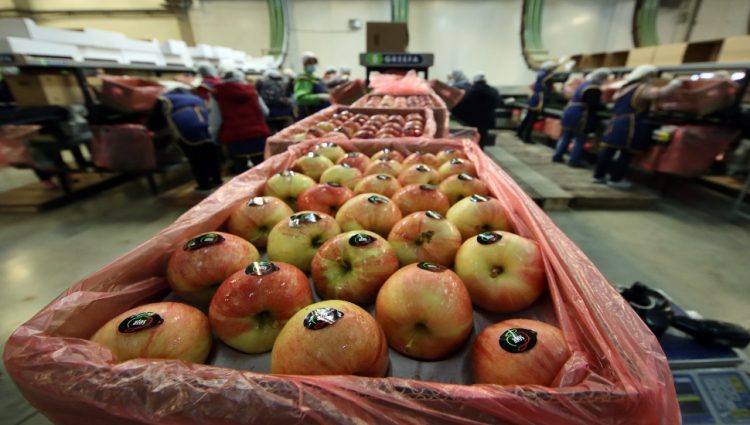 Domaće jabuke u hladnjačama “čekaju” rešenje države