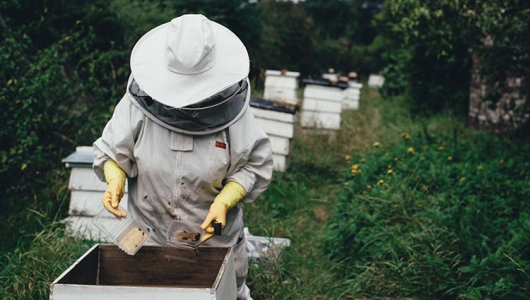 Zahtevi za subvencije u pčelarstvu pod lupom inspekcije