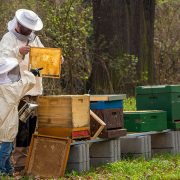 Na prodaju ponuđen med koji sadrži zabranjene supstance
