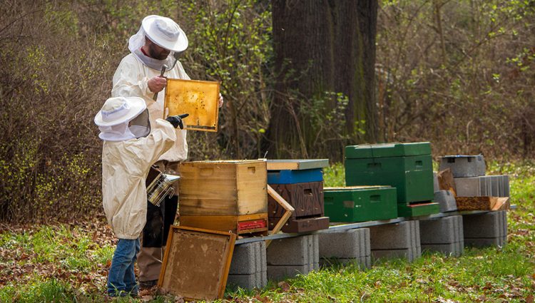 Poljoprivrednicima u Boru gradske subvencije za pčelarstvo, sredstva za navodnjavanje i muzilice